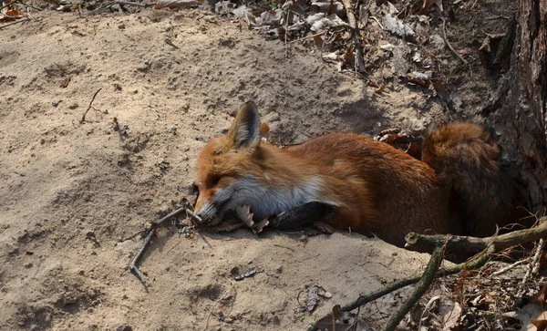 Liška Leží Mrtvá Před Jezevčím Doupětem Zemřela Těžkém Boji Její — Stock fotografie