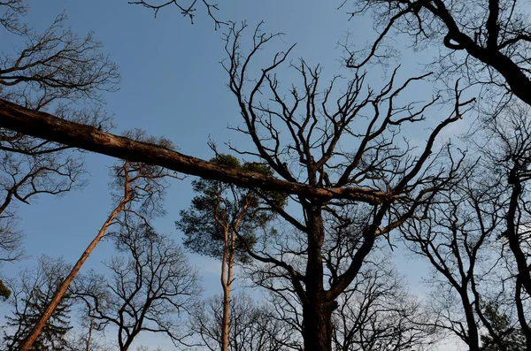 Выкорчеванное Дерево Лесу Застряло Чужой Короне Уничтожение Сломанных Выкорчеванных Корнями — стоковое фото