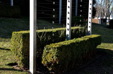 Dürüstçe kesilmiş çitleri ve metal paslanmaz çelik sarkıtları olan yaz şatosu parterre 'si. Çember tokalı. Boxwood da toplar ve diğer çitlere dönüşür.