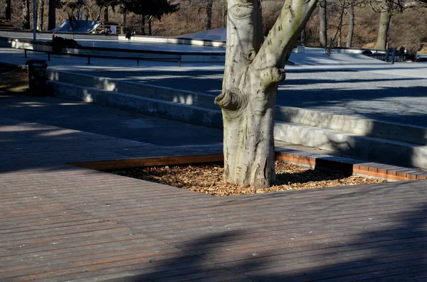 広場のテラスを自転車の台でリラックス オークの木はオークの灰色の木の梁を通して成長します テラスの木はいくつかの方向に折られています — ストック写真