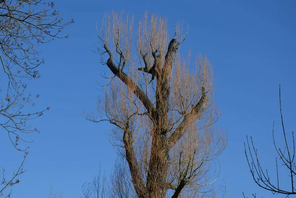 Eine Schwarzpappel Wurde Vor Einem Jahr Von Einem Baumsachverständigen Gefällt — Stockfoto