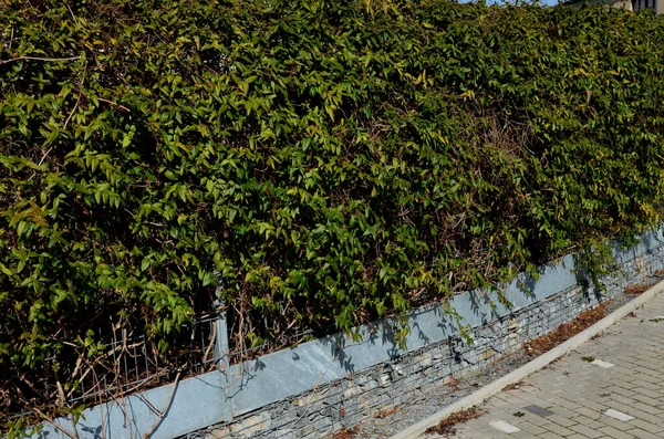 ガビオン線のカゴに入ったスイカズラ 自然の産業的外観を持つ前庭のフェンス 亜鉛めっき板金製のウインチ — ストック写真