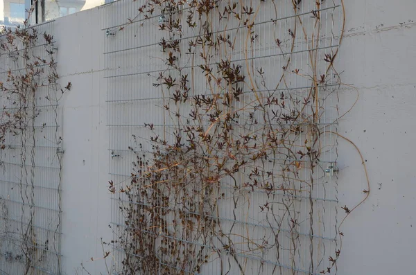 房屋或工厂的灰泥混凝土墙 墙上的电镀栅是用便宜的网眼做成的 上面布满了攀爬的植物 使单调的墙壁变绿 早春房屋的车库墙 — 图库照片