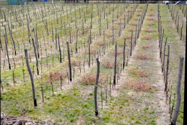 Üzüm bağında bahar işi. Şarap üreticileri, sarmaşık dallarını uzun ve küçültülmesi gereken dallarla keserler. Bu, çalılıktaki üzüm sayısını optimize eder. Sıraya dizilmiş dal yığınları