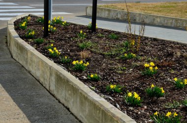 Tepenin üzerinde saman tarlaları olan bir çiçek tarhında minyatür nergis demetleri olan uzun ömürlü yataklar. Taşlar ve küçük çalılar baharda güneşli bir park sahnesi yaratır.
