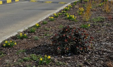 Tepenin üzerinde saman tarlaları olan bir çiçek tarhında minyatür nergis demetleri olan uzun ömürlü yataklar. Taşlar ve küçük çalılar baharda güneşli bir park sahnesi yaratır.