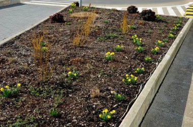 Tepenin üzerinde saman tarlaları olan bir çiçek tarhında minyatür nergis demetleri olan uzun ömürlü yataklar. Taşlar ve küçük çalılar baharda güneşli bir park sahnesi yaratır.