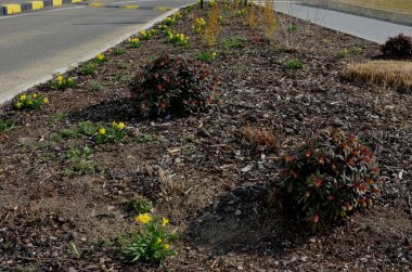Tepenin üzerinde saman tarlaları olan bir çiçek tarhında minyatür nergis demetleri olan uzun ömürlü yataklar. Taşlar ve küçük çalılar baharda güneşli bir park sahnesi yaratır.