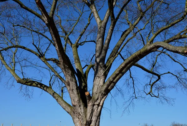 Древних Кленов Сильные Стволы Парке Серый Кора Одинокого Дерева После — стоковое фото