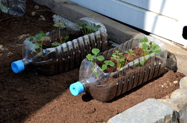 Plastik, su şişelerinin yapıldığı hammaddedir. Şeffaftırlar ve bir kutu gibi asılırlar. Alt tabakayla dolu bir saksı gibi. Çilek yetiştirmek, plastik kullanarak yapılan organik bir eğlencedir.
