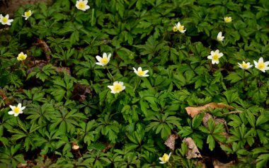 Kar damlası şakayığı, Orta ve Batı Avrupa 'nın çayırlarına ve kuru yaprak döken ormanlarına özgü bahar mevsiminde açan bir çiçektir.