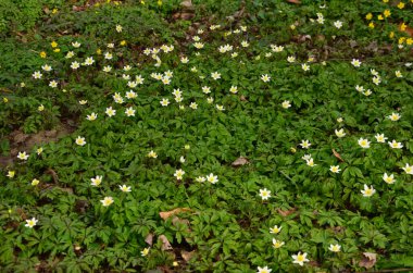 Kar damlası şakayığı, Orta ve Batı Avrupa 'nın çayırlarına ve kuru yaprak döken ormanlarına özgü bahar mevsiminde açan bir çiçektir.