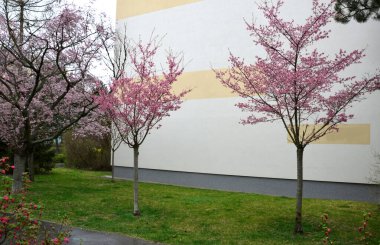 Çalıların çiti genelde 2 metreye kadar çıkar. Çalı yoğun, uzun dallar yarı sarkık. Yumurtlayan, yağlı yaprakları var ve üst yarısında tırtıklı. Baharda yeni yapraklarla süslenmiş çit.