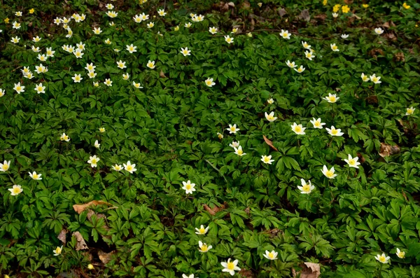 Snowdrop Anemone Snowdrop Windflower Perennial Plant Flowering Spring Native Meadows — Stock Photo, Image