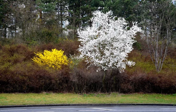 Arbustes Fleurs Jaunes Appelés Pluie Dorée Sculptée Par Les Jardiniers — Photo