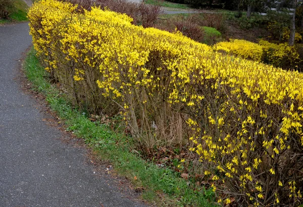 Arbustes Fleurs Jaunes Appelés Pluie Dorée Sculptée Par Les Jardiniers — Photo