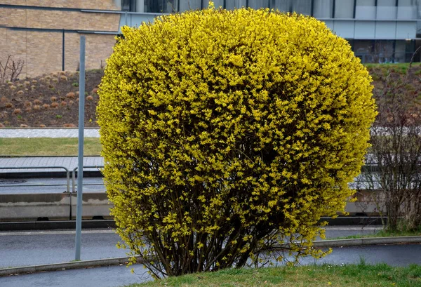Arbustos Flor Amarilla Llamados Lluvia Dorada Esculpidos Por Los Jardineros —  Fotos de Stock