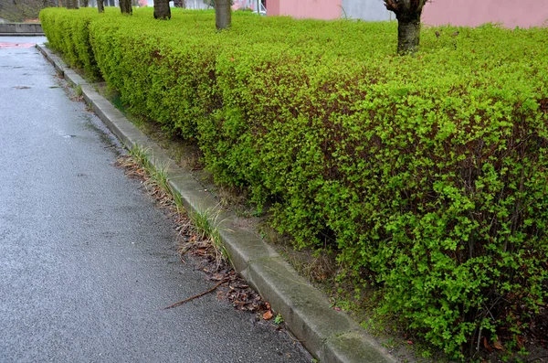 灌木的树篱通常高达两米 灌木茂密 长长的枝条半悬垂 它有卵形 裂片叶 上半部锯齿状 春天用新叶修剪的树篱 — 图库照片