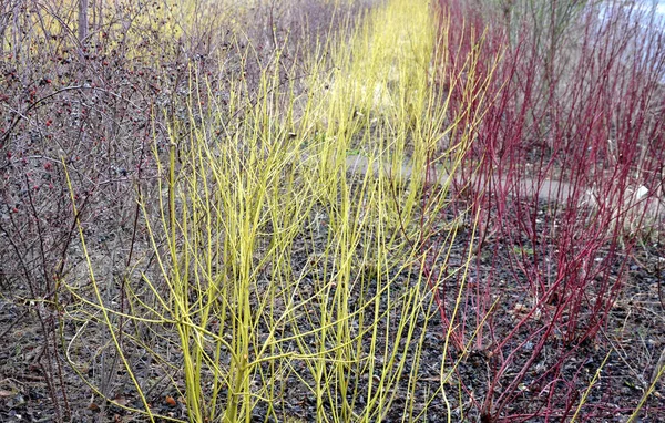 花冠树皮上的红色和黄色灌木的彩色条纹 上面长满了观赏性的樱桃 工业园区绿地的春季色彩组合 — 图库照片