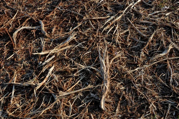 Kora Ściółki Kawałki Drewna Zapobiegające Wzrostowi Chwastów Kiełkowaniu Chwastów Zgniatarka — Zdjęcie stockowe