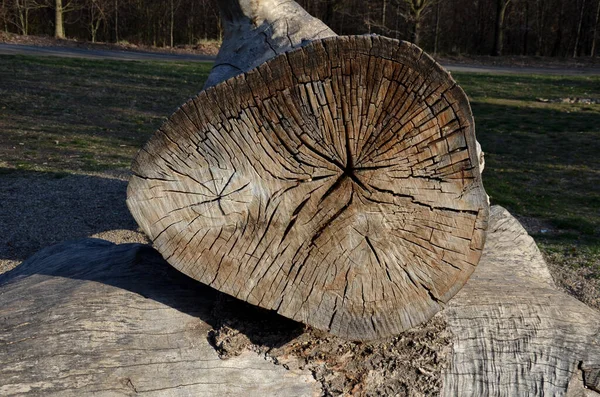 Der Hohle Baumstamm Liegt Auf Dem Boden Und Lässt Sich — Stockfoto