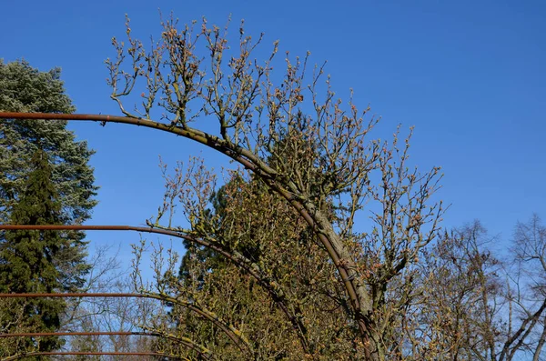 Pohon Apel Tumbuh Pohon Palem Vertikal Datar Pada Struktur Logam — Stok Foto