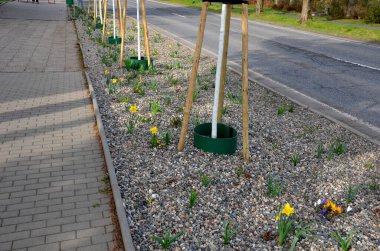 Sokağa yeni dikilmiş ağaçlar ve çiçek yatakları. Yeşil plastik yuvarlak su tankı. Doğrudan gövdeye zarar vermeden su dozunu kolaylaştırır. samantaşı çakıl taşları buharlaşmayı ve çakıl taşını azaltacaktır.