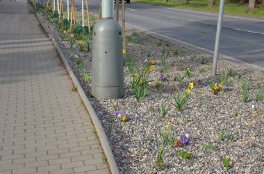 Sokağa yeni dikilmiş ağaçlar ve çiçek yatakları. Yeşil plastik yuvarlak su tankı. Doğrudan gövdeye zarar vermeden su dozunu kolaylaştırır. samantaşı çakıl taşları buharlaşmayı ve çakıl taşını azaltacaktır.