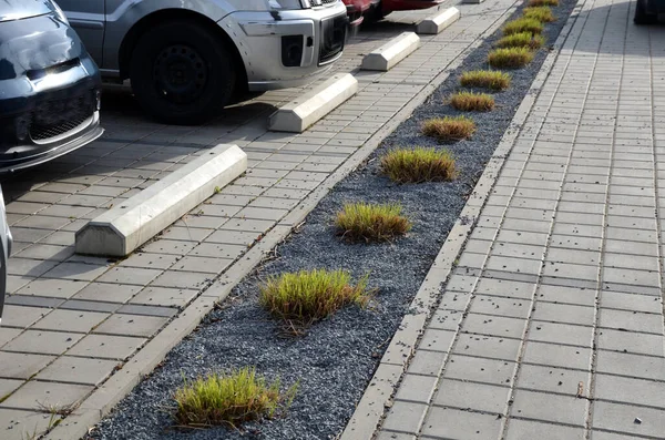 Park yerindeki çiçek tarlasının orada. Süslü otlarla süslenmiş bir patika şeklinde. Araçlar park ederken beton durur. Tekerlek betonun üzerinde duruyor ve onu durduruyor.