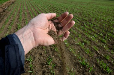 black fertile soil in the hands of a farmer. polyhedral structure, crumbly. most fertile slightly calcareous soil type lying on loess coverings of  lowlands, in place of steppes, saturated sorption clipart