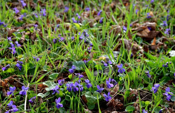 Avrupa ve Asya 'ya özgü, viyola familyasından çiçek açan bir bitki. Bu küçük dayanıklı otçul uzun ömürlü bitki genellikle ahşap menekşe, tatlı menekşe, İngiliz, çiçekçi, bahçe, bahçe halısı olarak bilinir.