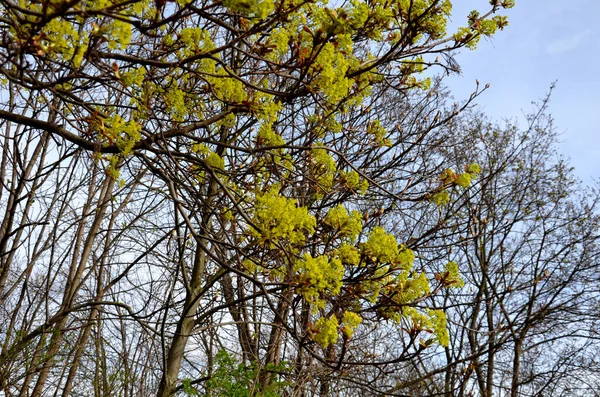 Acer Platanoides Juhar Egy Szappanfafajta Norvég Juhar Egy Nagy Lombhullató — Stock Fotó