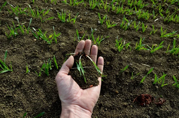 発芽率は種子の品質の基本的な基準です 農業作物の科学者であり専門家でもある農学者は 穀物が不足していると推定している 発芽したシリアル 男性の手で 作物の播種 — ストック写真