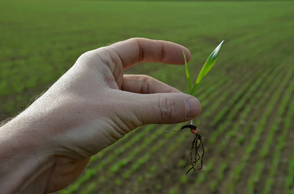 Процент Прорастания Является Основным Критерием Качества Семян Ученый Эксперт Сельскохозяйственным — стоковое фото