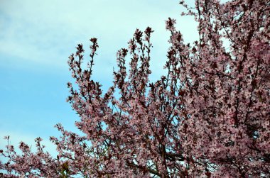 Yapraklar dikdörtgen ya da oval, ve eğer ağaç tam güneş altında dikilmişse, koyu kırmızı renktedir. Böylesine parlak renkli küçük bir ağaç rahatsız edici yeşil bahçeler için çok uygundur.