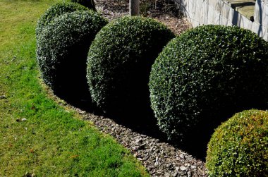 Akdeniz 'e özgü boxwood Evergreen çalısı ya da küçük yapraklı ağaç. Bahçedeki bir çiçek tarlasında yeşil bir küre şeklinde kesilmiş, küçük yapraklı çimento tenceresi, sıra halinde daireler.
