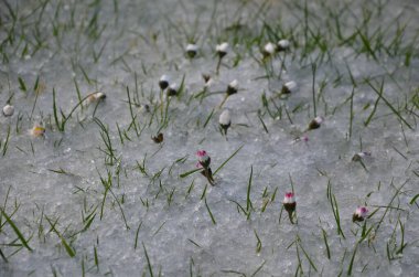 Bir dolu yağmuru bahçedeki çimenleri kapladı. Papatya çiçekleri şokla taç yapraklarını kapattı. Hava hızla değiştiğinde bahar değişkeni havası