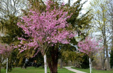 Parktaki dairesel bir kafes yola dikilmiş bir ağacı korur. Izgaranın ahşap panelli üç koltuğu var. Gri metal bank, bej yol ve çimen
