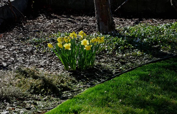 Hidden Daffodil Bulbs Appear Lawn Large Groups Also Flowerbed Mulched — Stock Photo, Image