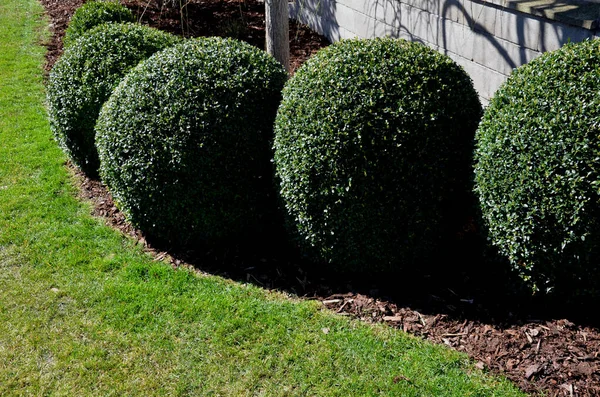 Boj Arbusto Árbol Siempreverde Con Hojas Pequeñas Nativo Del Mediterráneo —  Fotos de Stock