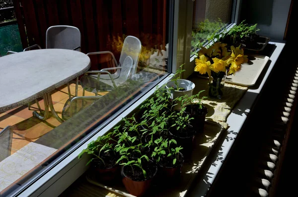Domácí Pěstování Zeleniny Oknem Teple Chladiče Vytápění Rajčatové Okurkové Sazenice — Stock fotografie