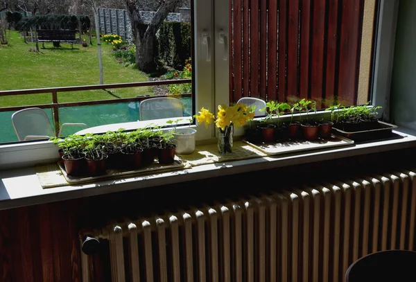 在暖炉的热量下 在窗后种植蔬菜 早春园艺中的番茄和黄瓜幼苗播下种子盆栽 后来种植在蔬菜园里 — 图库照片