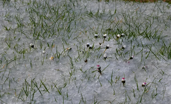 Deszcz Gradu Pokrył Trawnik Ogrodzie Stokrotki Zamknęły Płatki Szoku Zmienna — Zdjęcie stockowe