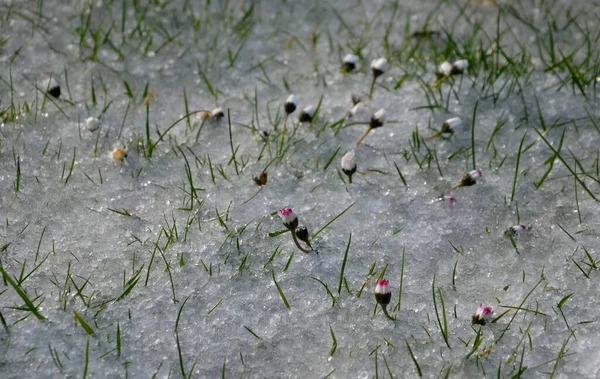 Shower Hail Covered Lawn Garden Daisy Flowers Closed Petals Shock — Stock Photo, Image