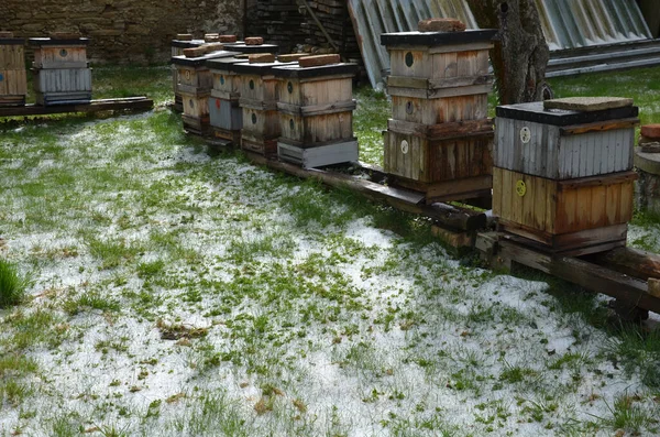 Sarang Lebah Kayu Hujan Salju Salju Jatuh Sarang Lebah Kayu — Stok Foto