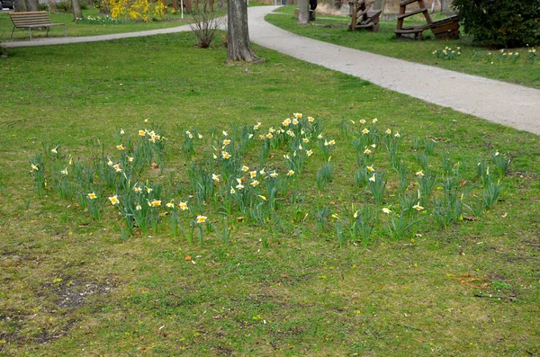 보이지 잔디밭에 집단으로 나타난다 꽃봉오리 나무껍질로 뒤덮인 꽃봉오리 마리가 월초의 — 스톡 사진