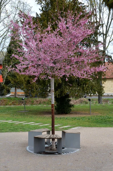 Parktaki dairesel bir kafes yola dikilmiş bir ağacı korur. Izgaranın ahşap panelli üç koltuğu var. Gri metal bank, bej yol ve çimen