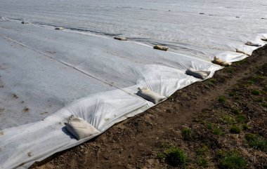 Tarladaki çiftlikte çilek yetiştiriyor. Çift sıra büyüyen fidanlar, bahar şekerlerine karşı korunmak için dokunmamış beyaz kumaşla kaplıdır. Rüzgara karşı kum torbalarının kenarları