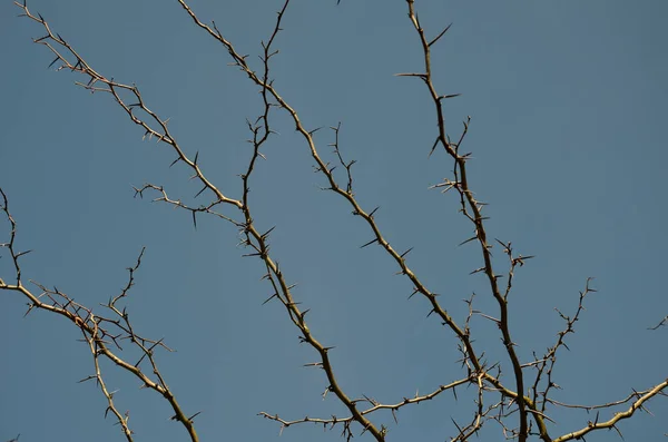 Лиственное Дерево Родом Северной Америки Достигает Высоты Образует Дерево Редкой — стоковое фото