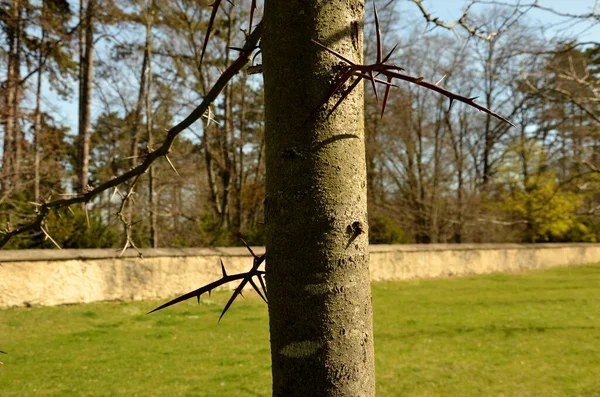 Uma Árvore Decídua Nativa América Norte Cresce Uma Altura Forma — Fotografia de Stock
